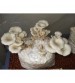 Thanvi Shroomness Paddy Straw Mushroom Spawn (Seeds) 350 grams